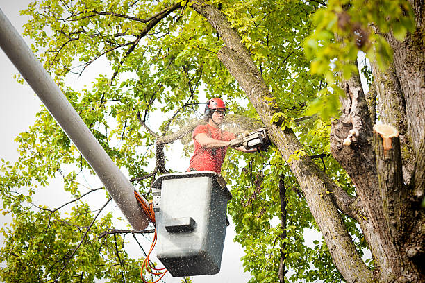 How Our Tree Care Process Works  in  Forreston, IL